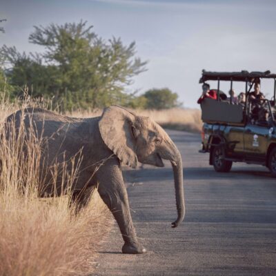 Game Drive