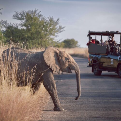 Game Drive